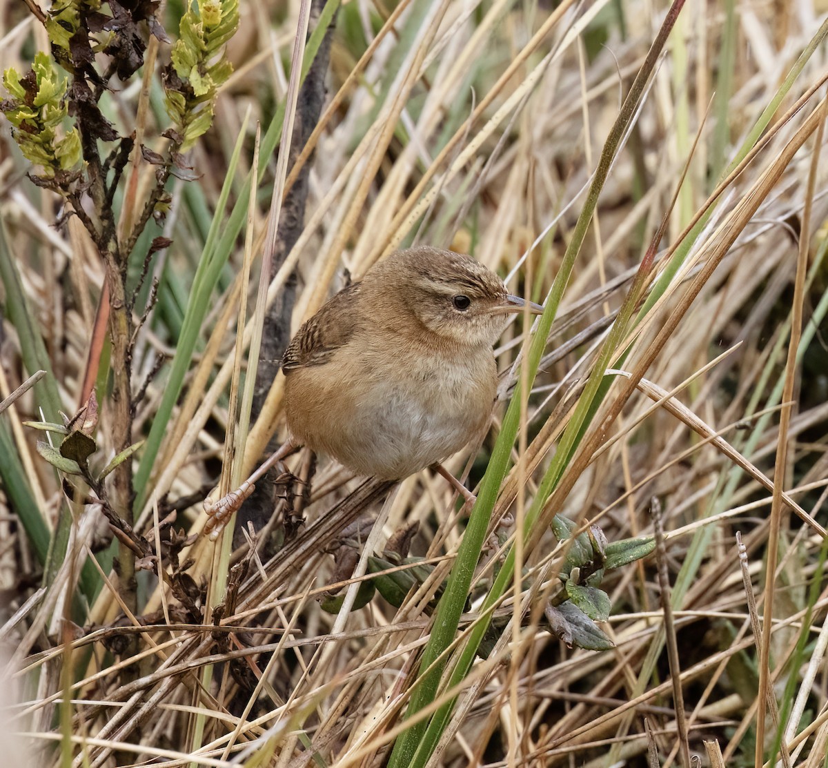 Овад річковий - ML646643711