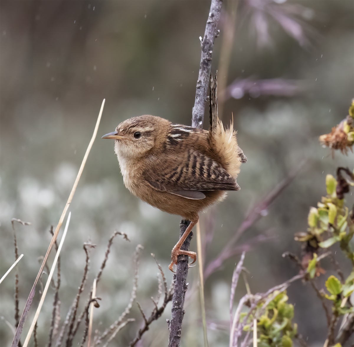 Овад річковий - ML646643712