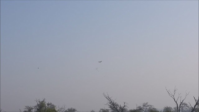 Pied Kingfisher - ML646643716