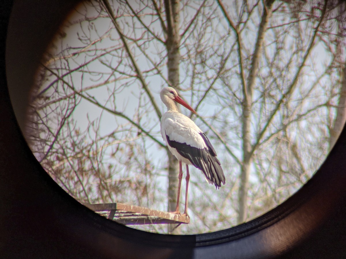 White Stork - ML646643720