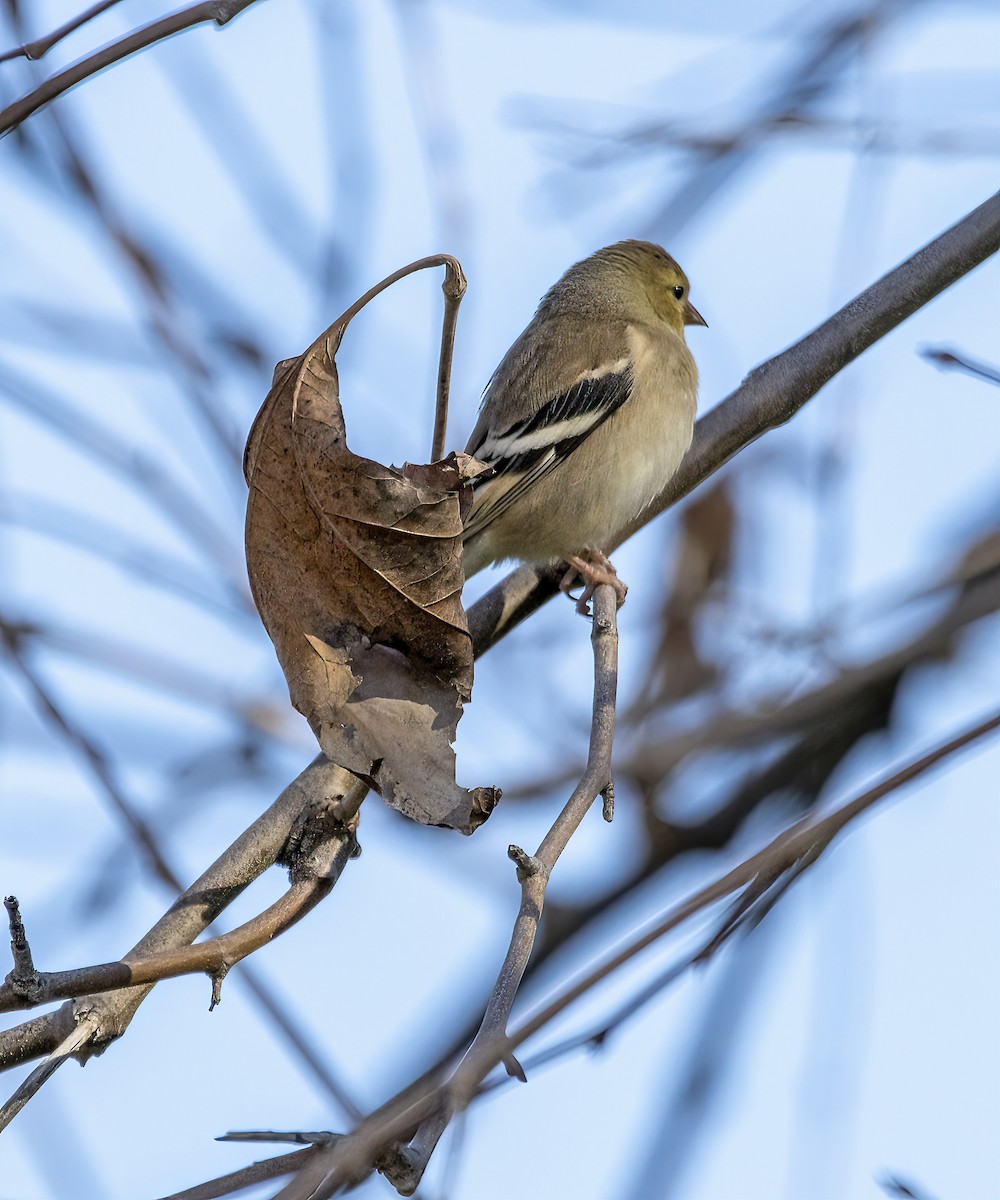American Goldfinch - ML646643722