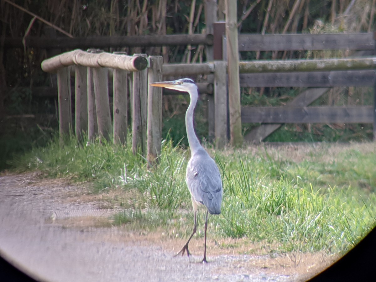 Gray Heron - ML646643723
