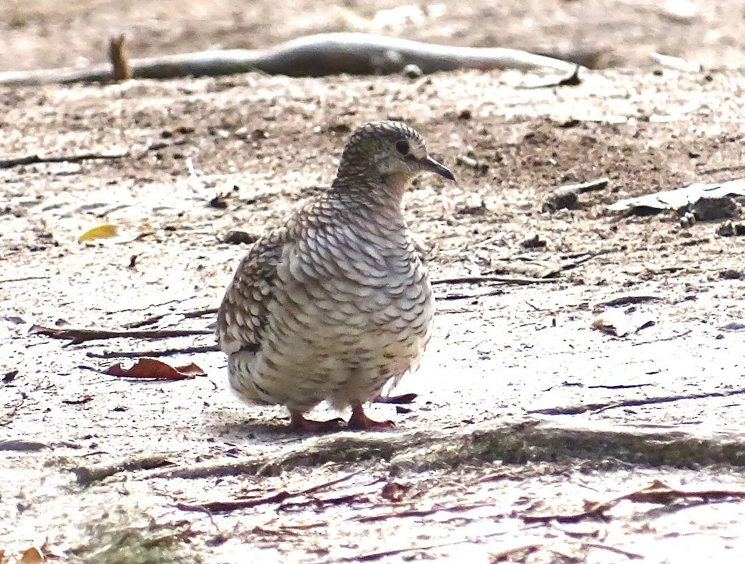 Scaled Dove - ML646643726