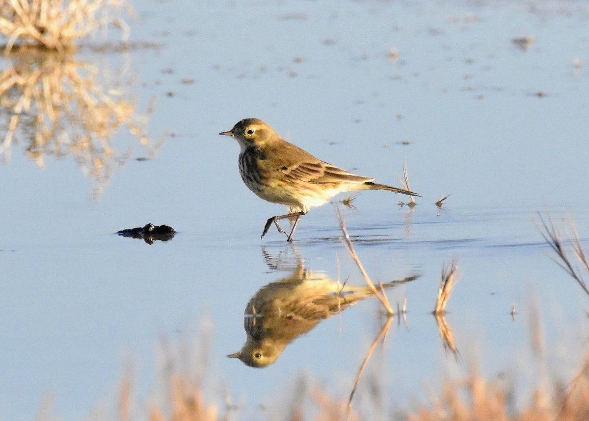 Bisbita Norteamericano - ML646643728