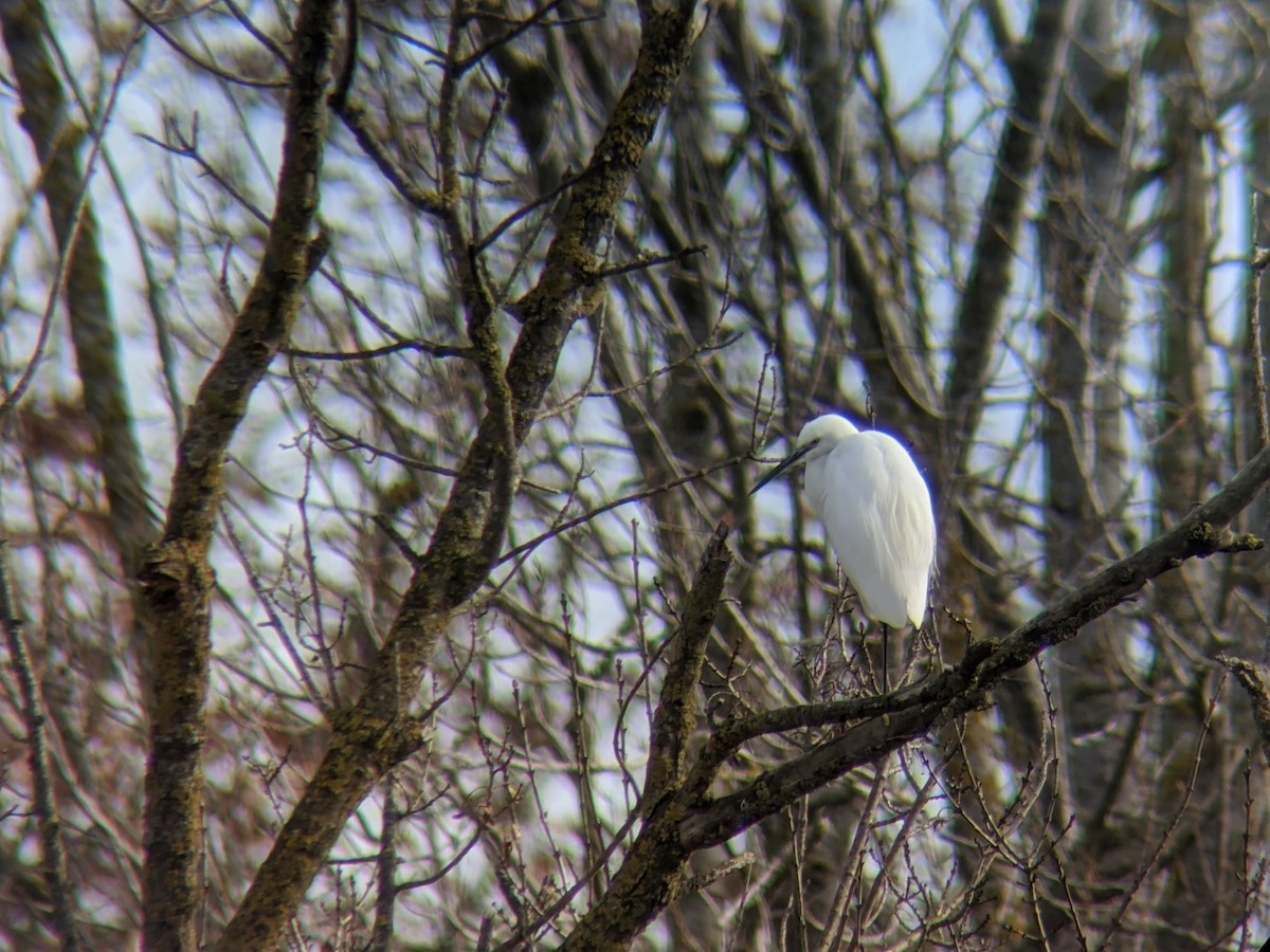 Little Egret - ML646643729