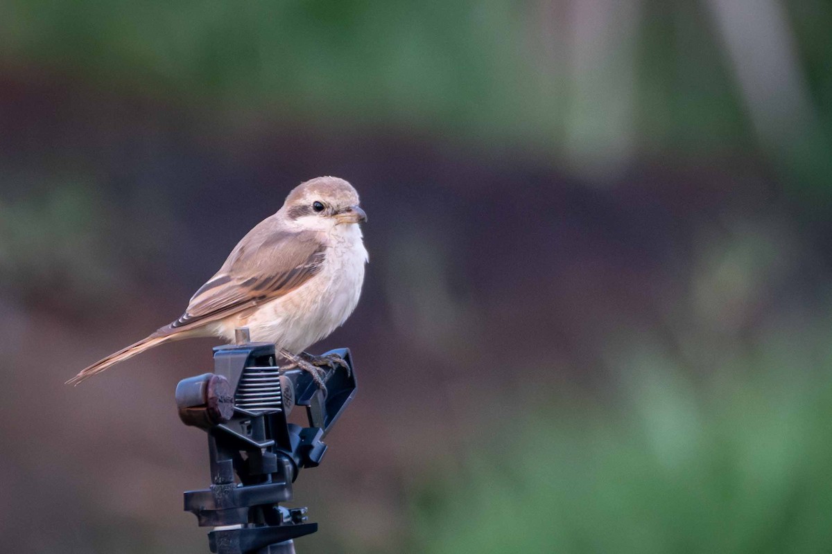 Isabellwürger - ML646643730