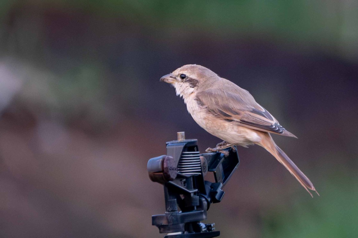 Isabellwürger - ML646643731