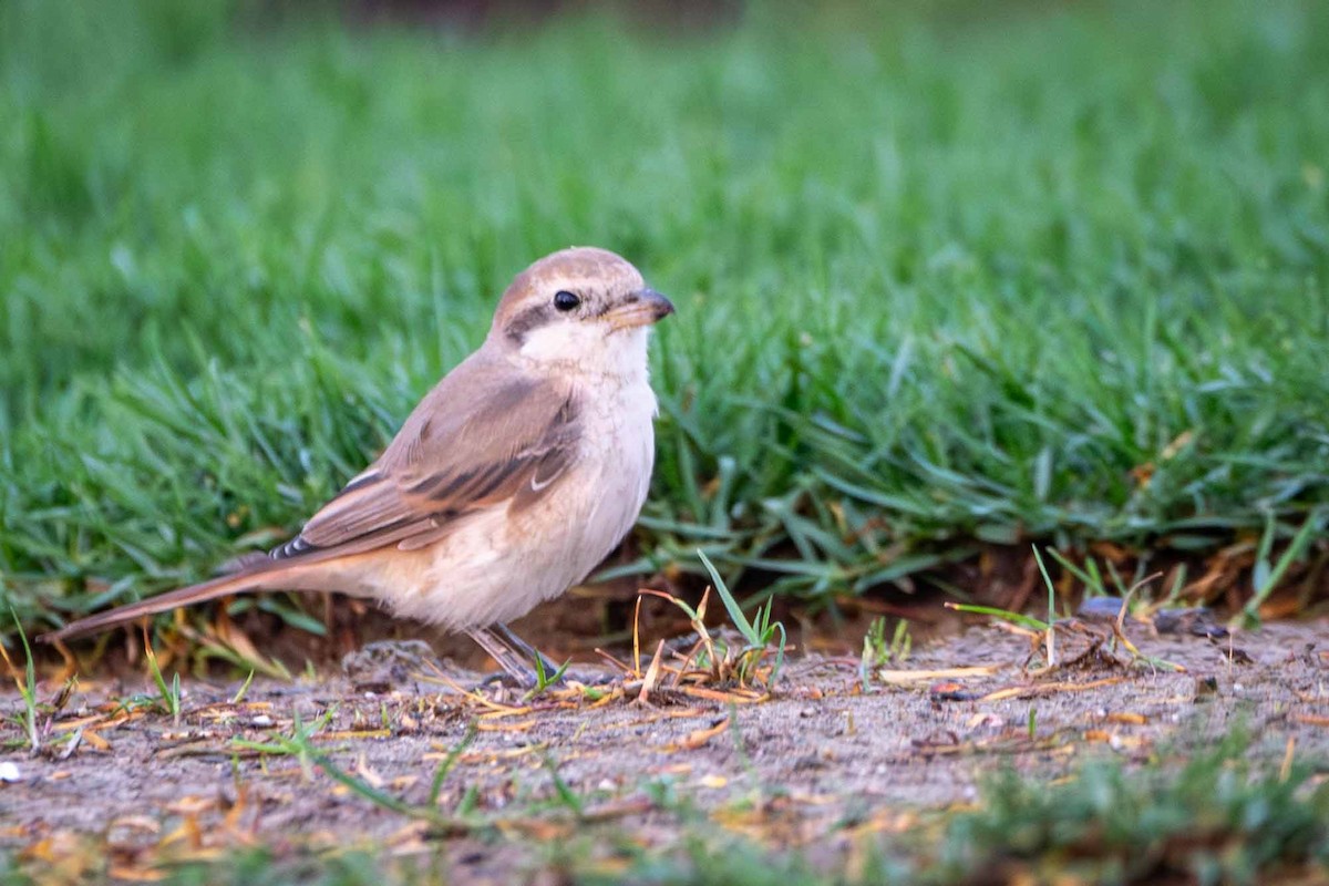 Isabellwürger - ML646643732