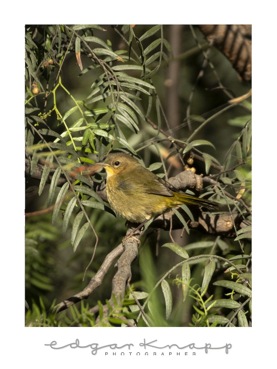 Common Yellowthroat - ML646643733