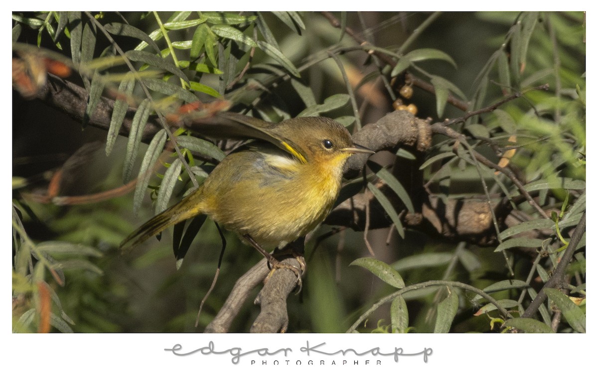 Common Yellowthroat - ML646643735