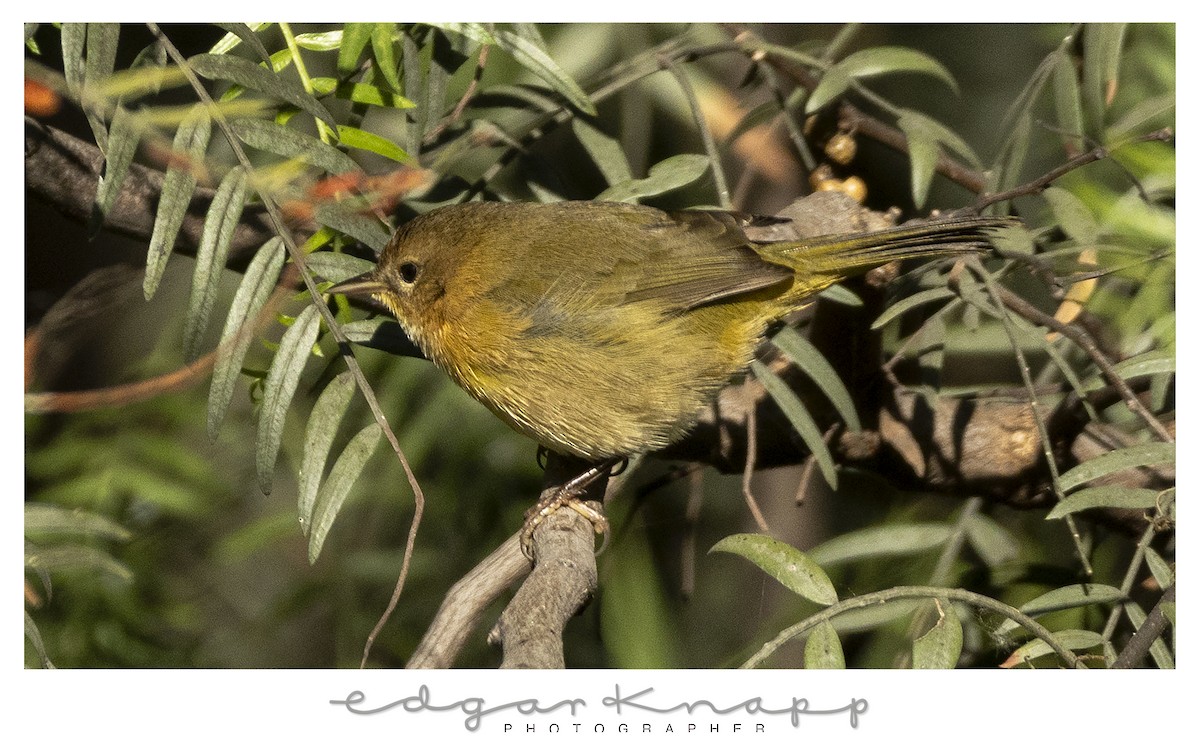 Common Yellowthroat - ML646643736
