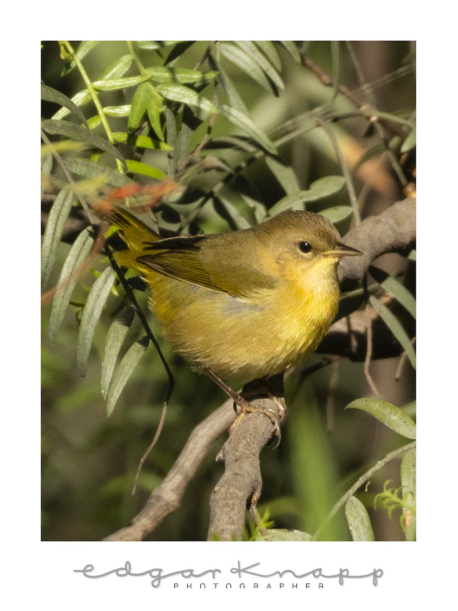 Common Yellowthroat - ML646643737