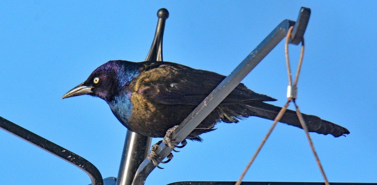 Common Grackle (Bronzed) - ML646643738