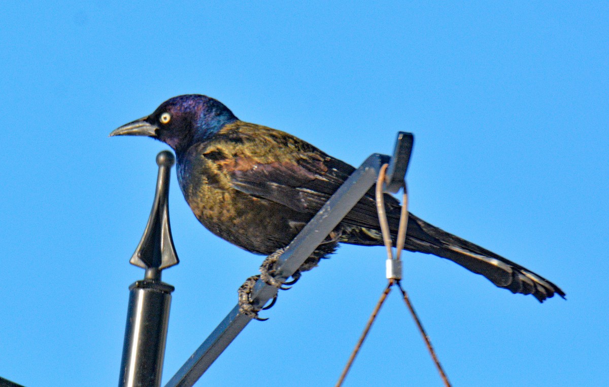 Common Grackle (Bronzed) - ML646643740