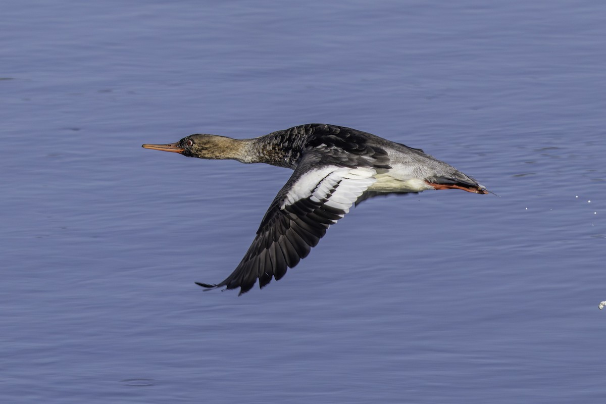 Serreta Mediana - ML646643742