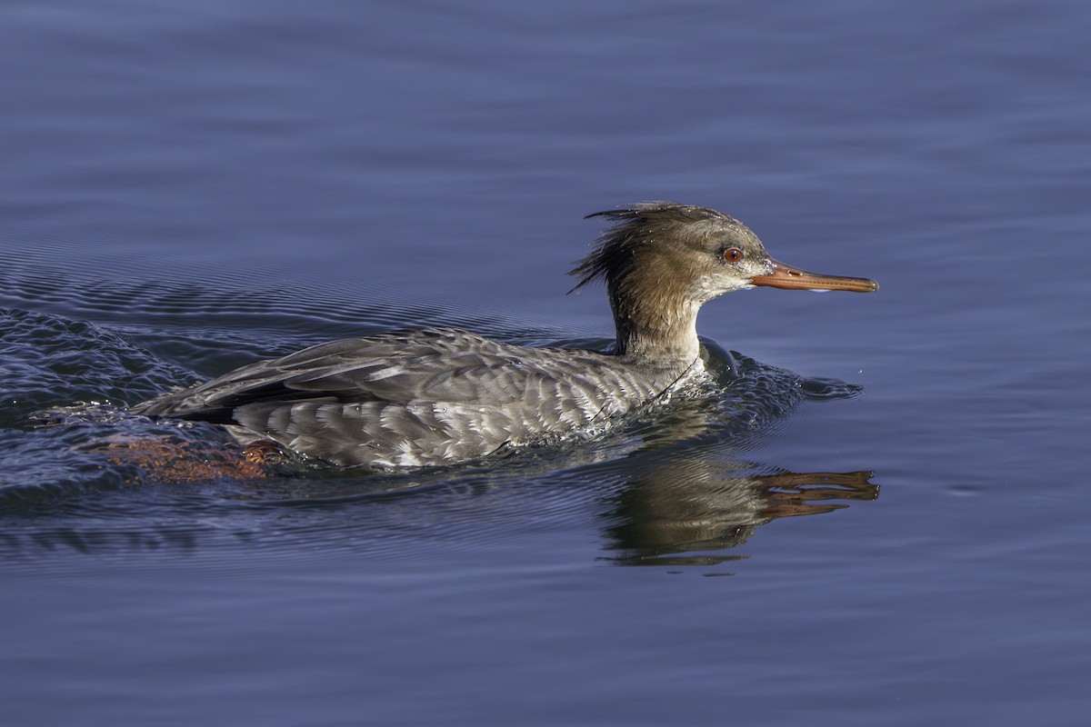 Serreta Mediana - ML646643743