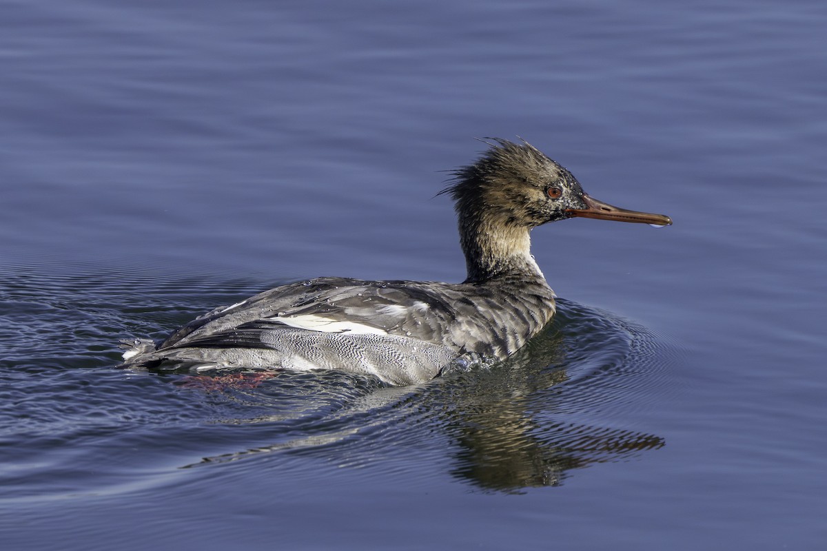 Serreta Mediana - ML646643744