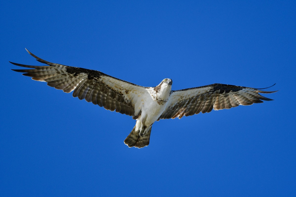 Osprey - ML646643745