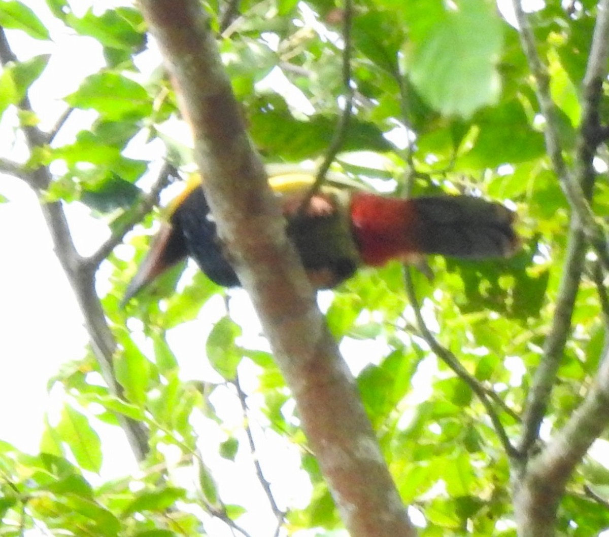 Golden-collared Toucanet - ML646643750