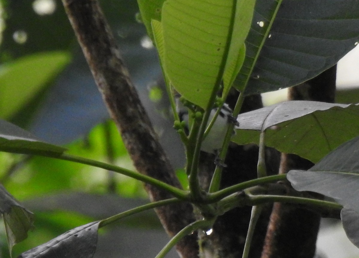 Cerulean Warbler - ML646643751