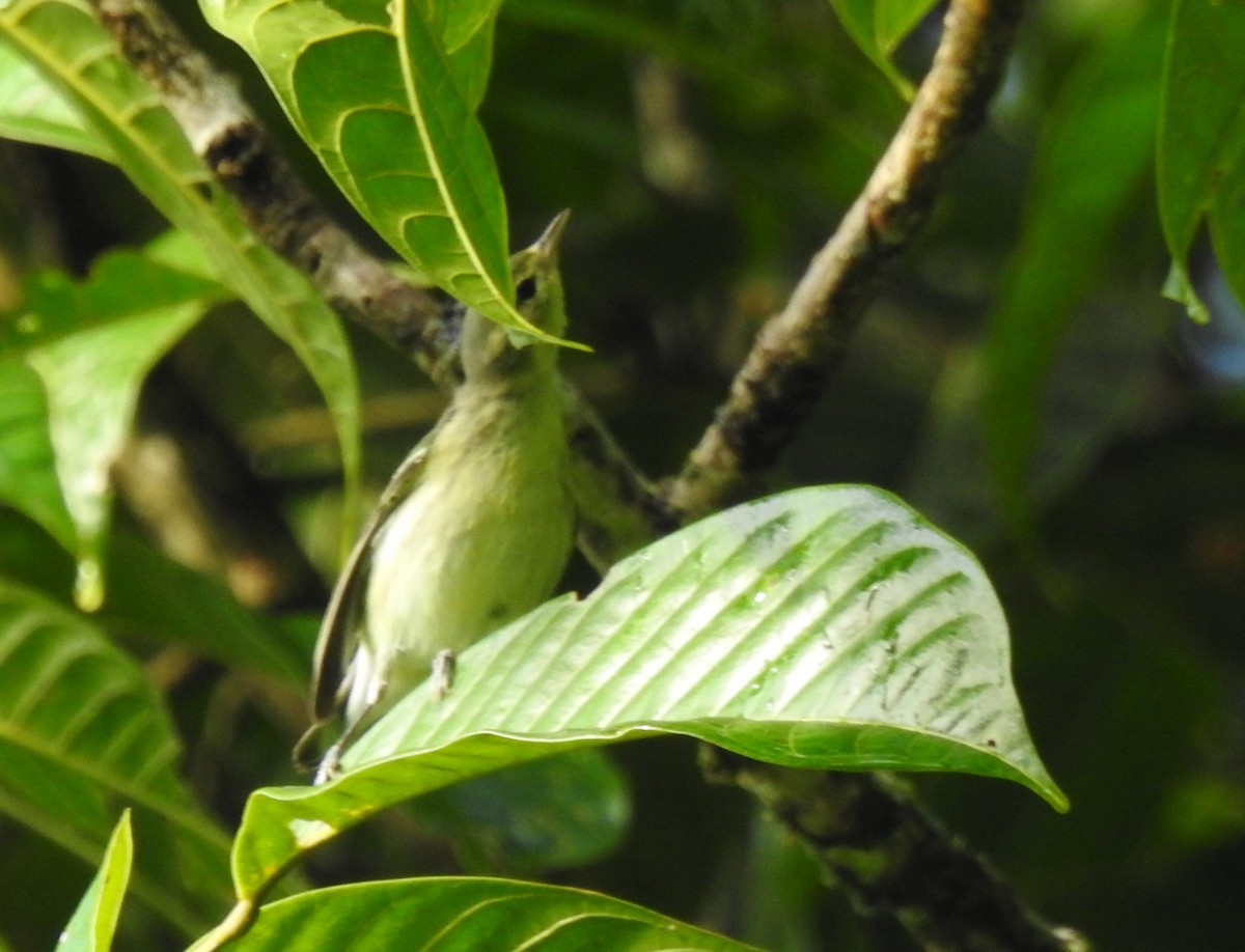 Cerulean Warbler - ML646643752