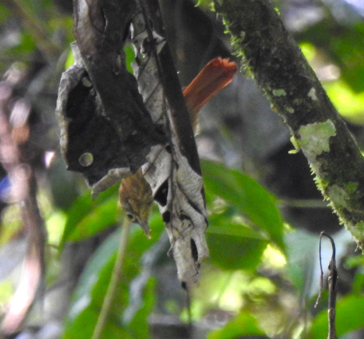 Montane Foliage-gleaner - ML646643754