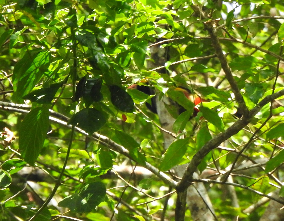 Golden-collared Toucanet - ML646643755