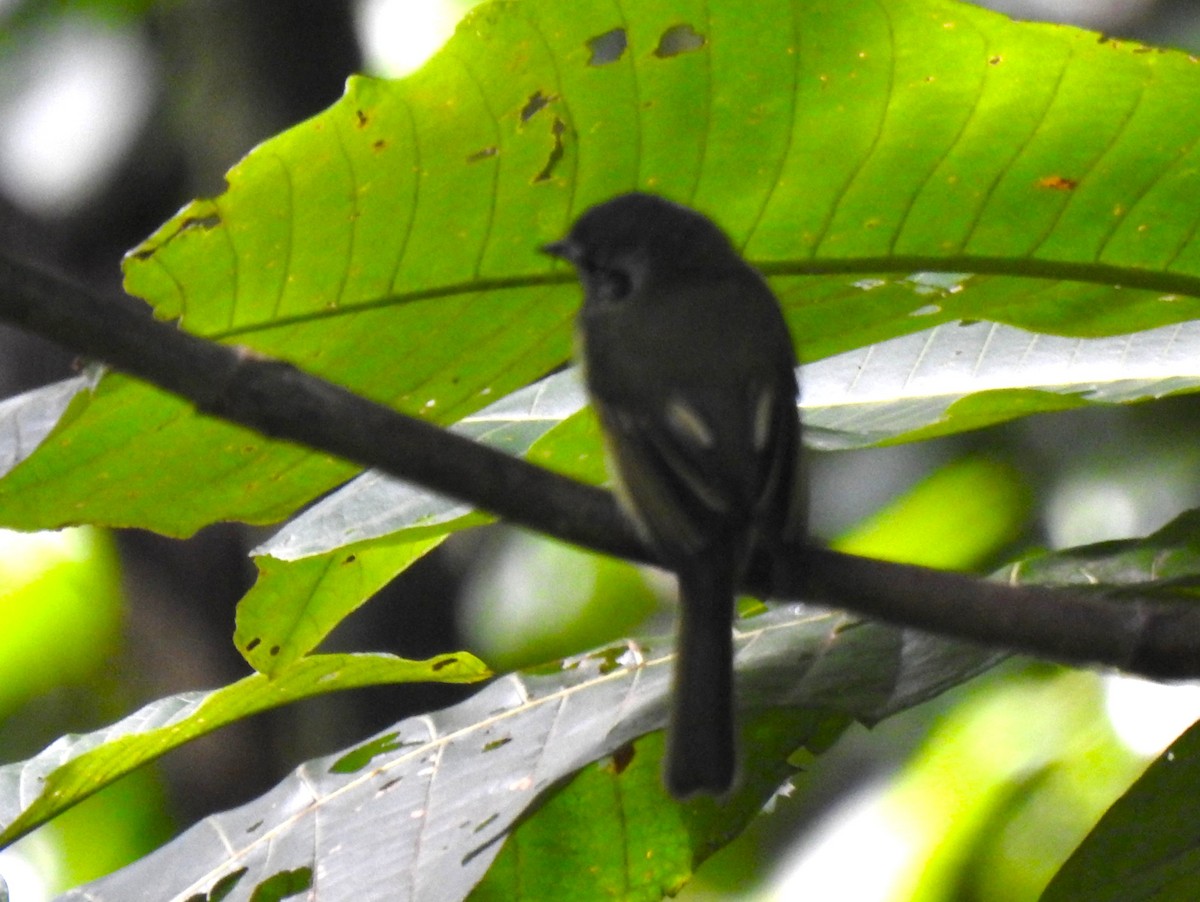 Slaty-capped Flycatcher - ML646643756