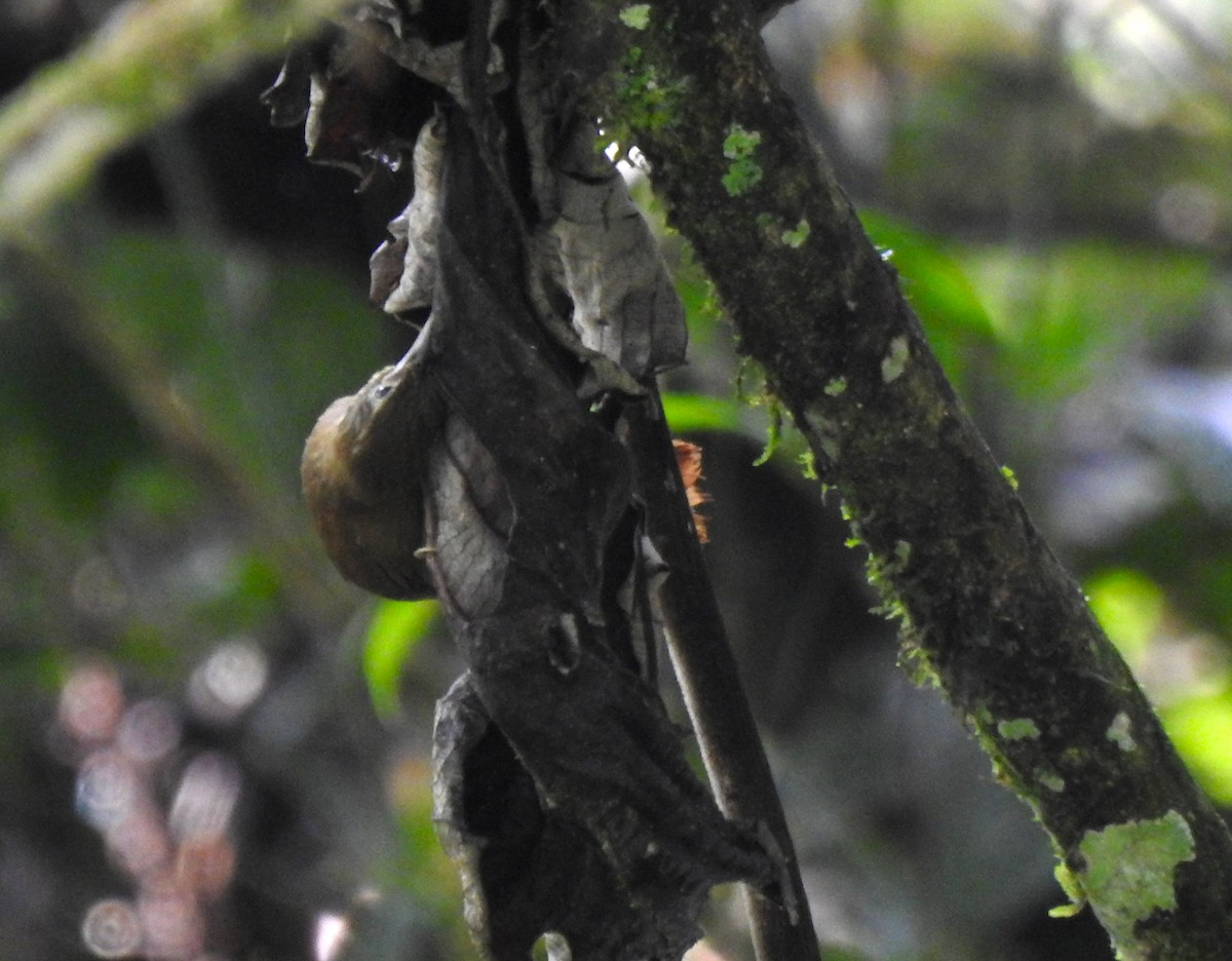 Montane Foliage-gleaner - ML646643758