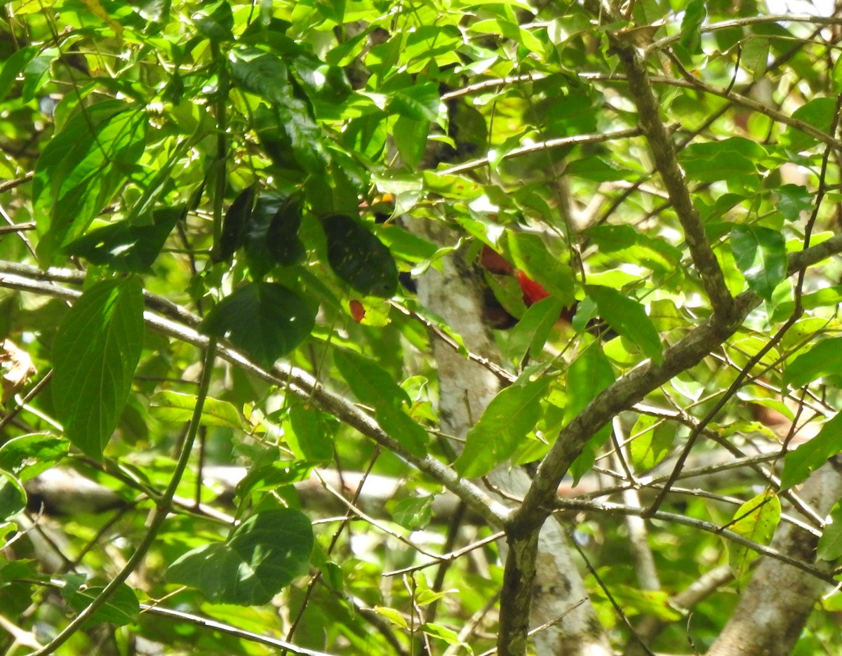Golden-collared Toucanet - ML646643759