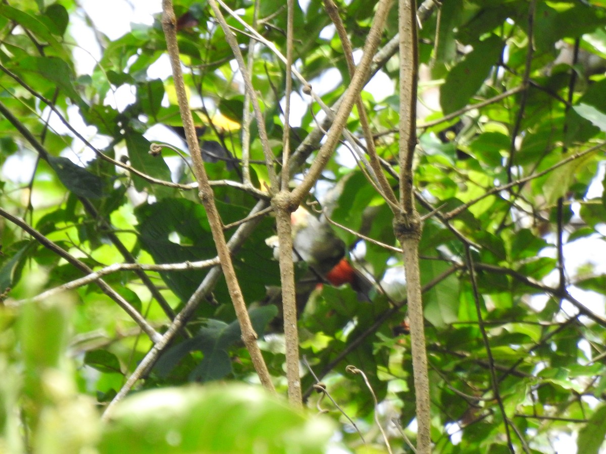 Golden-collared Toucanet - ML646643762