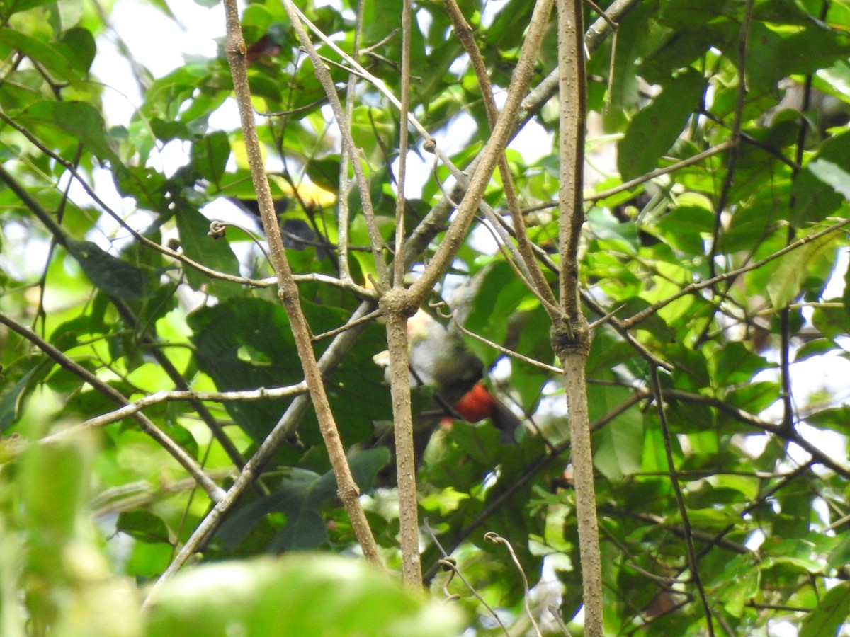 Golden-collared Toucanet - ML646643763