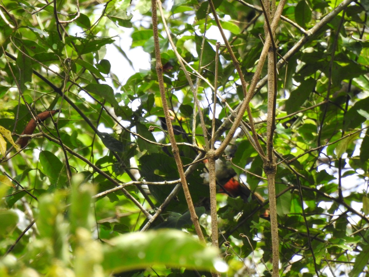 Golden-collared Toucanet - ML646643764