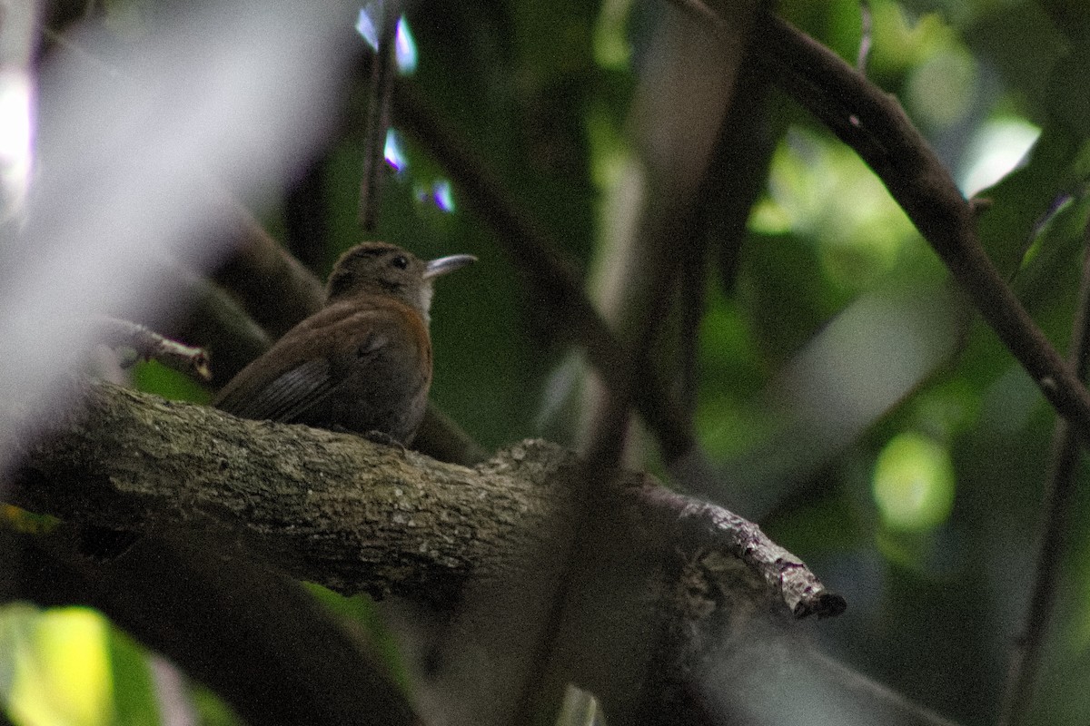 Gray-throated Leaftosser - ML646643766