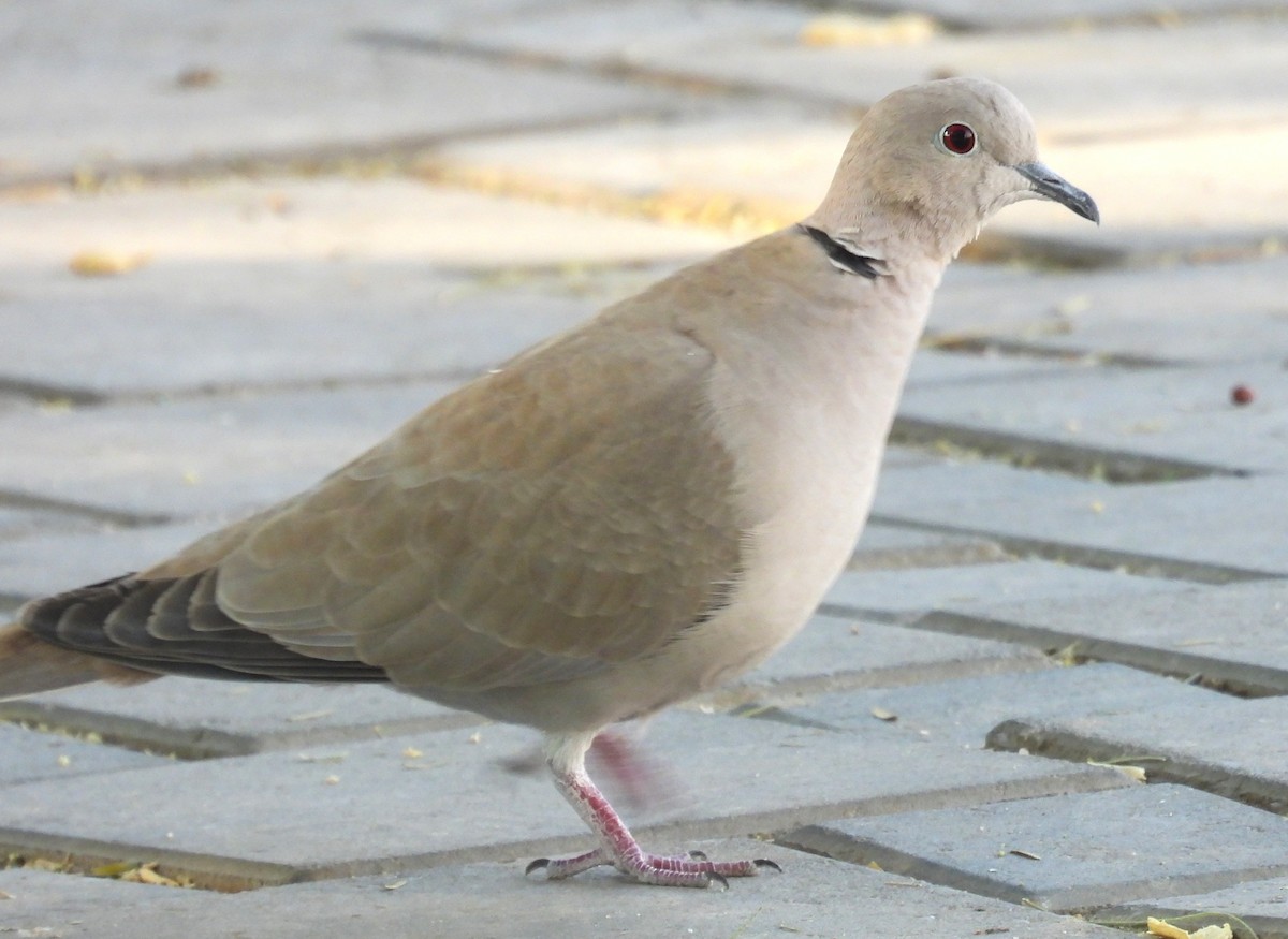 Eurasian Collared-Dove - ML646643770
