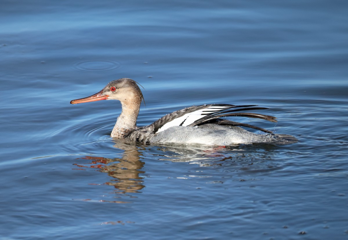 Serreta Mediana - ML646643783