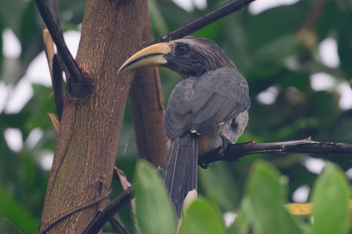 Calao gris - ML646643787