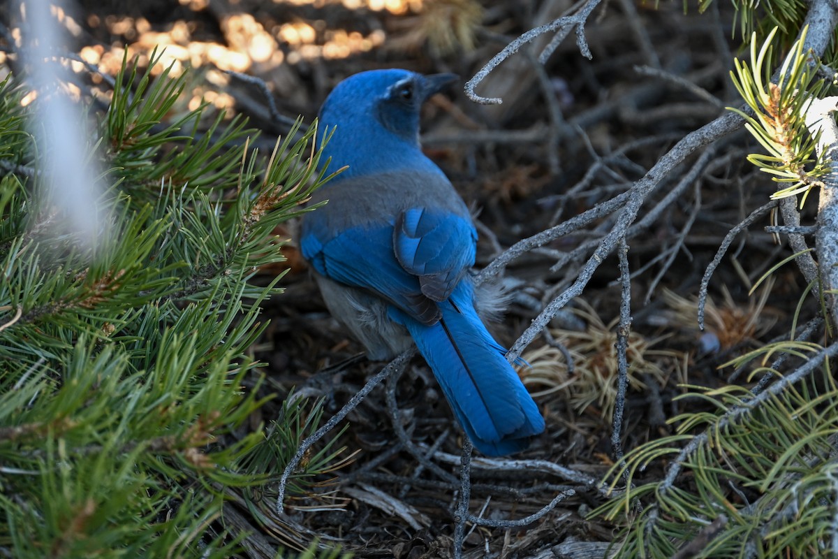 Woodhousehäher - ML646643791