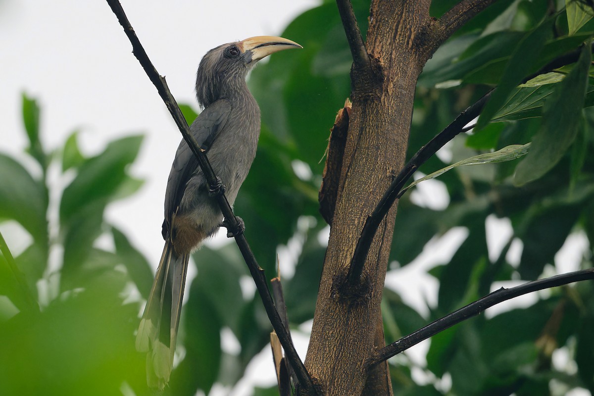 Calao gris - ML646643794