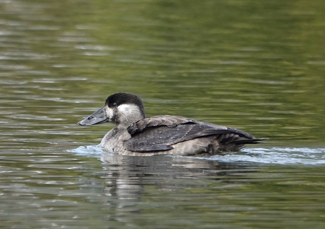 Surf Scoter - ML646643800