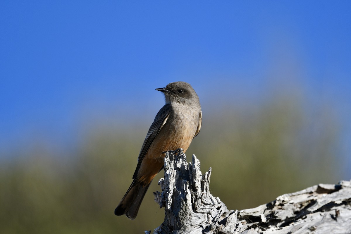 Say's Phoebe - ML646643802