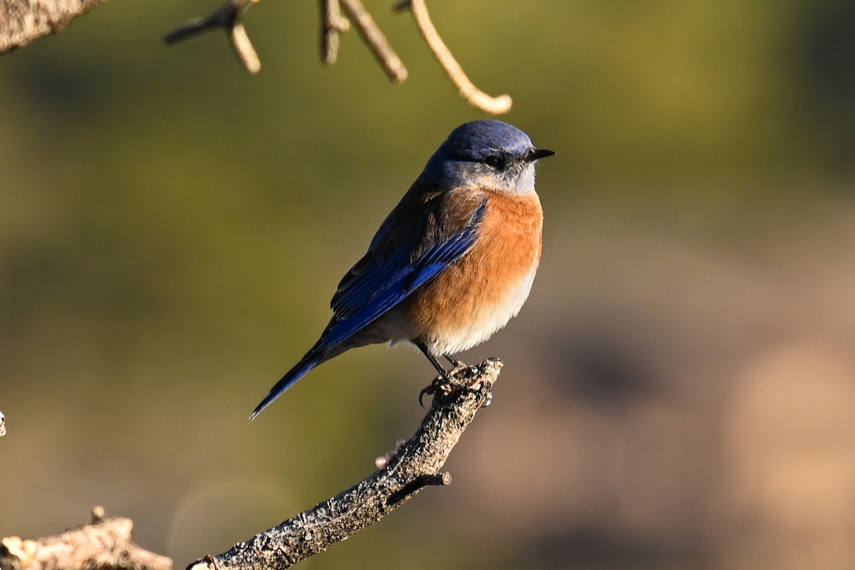 Blaukehl-Hüttensänger - ML646643804