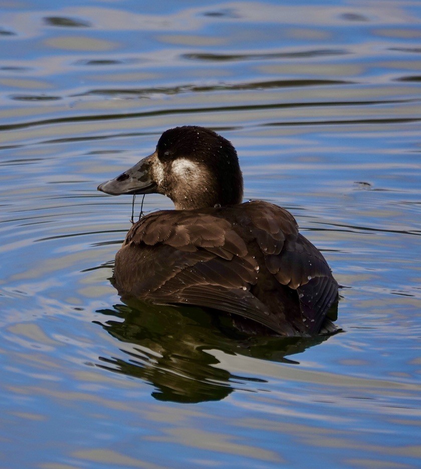 Surf Scoter - ML646643807