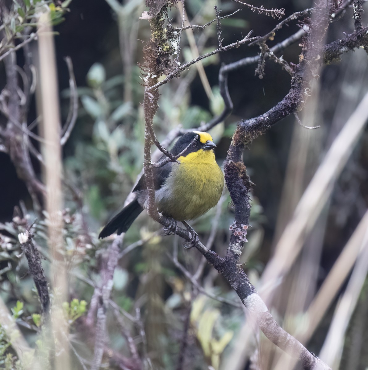 Pale-naped Brushfinch - ML646643808