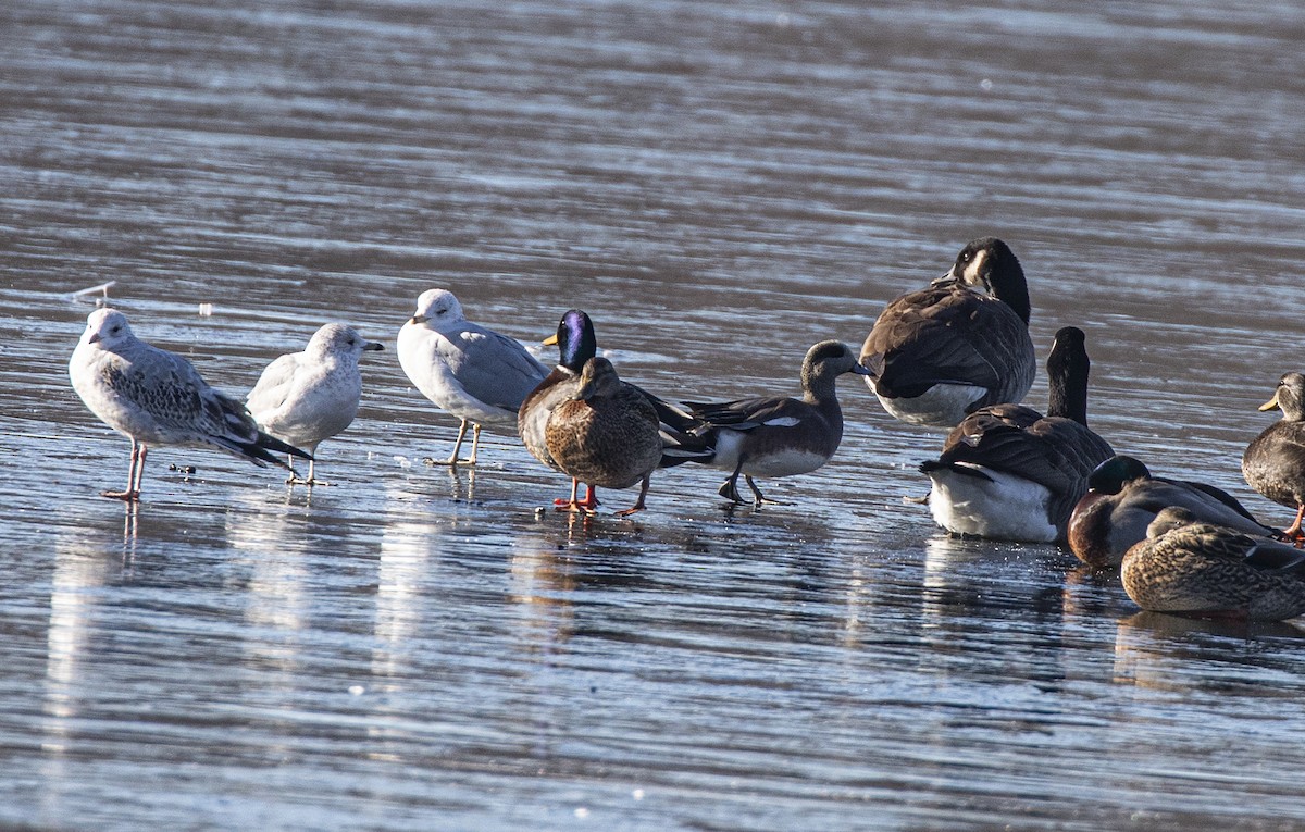 American Wigeon - ML646643809