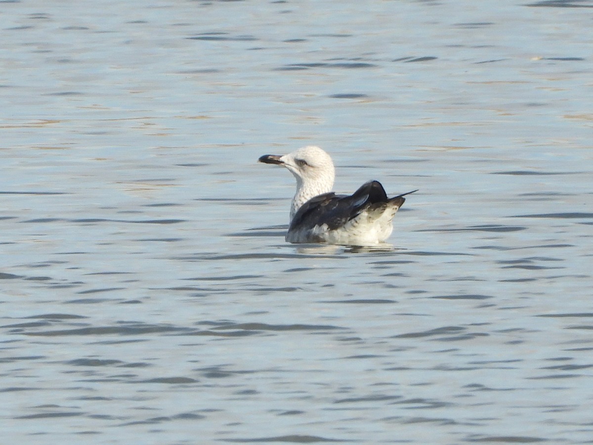 Heringsmöwe - ML646643819