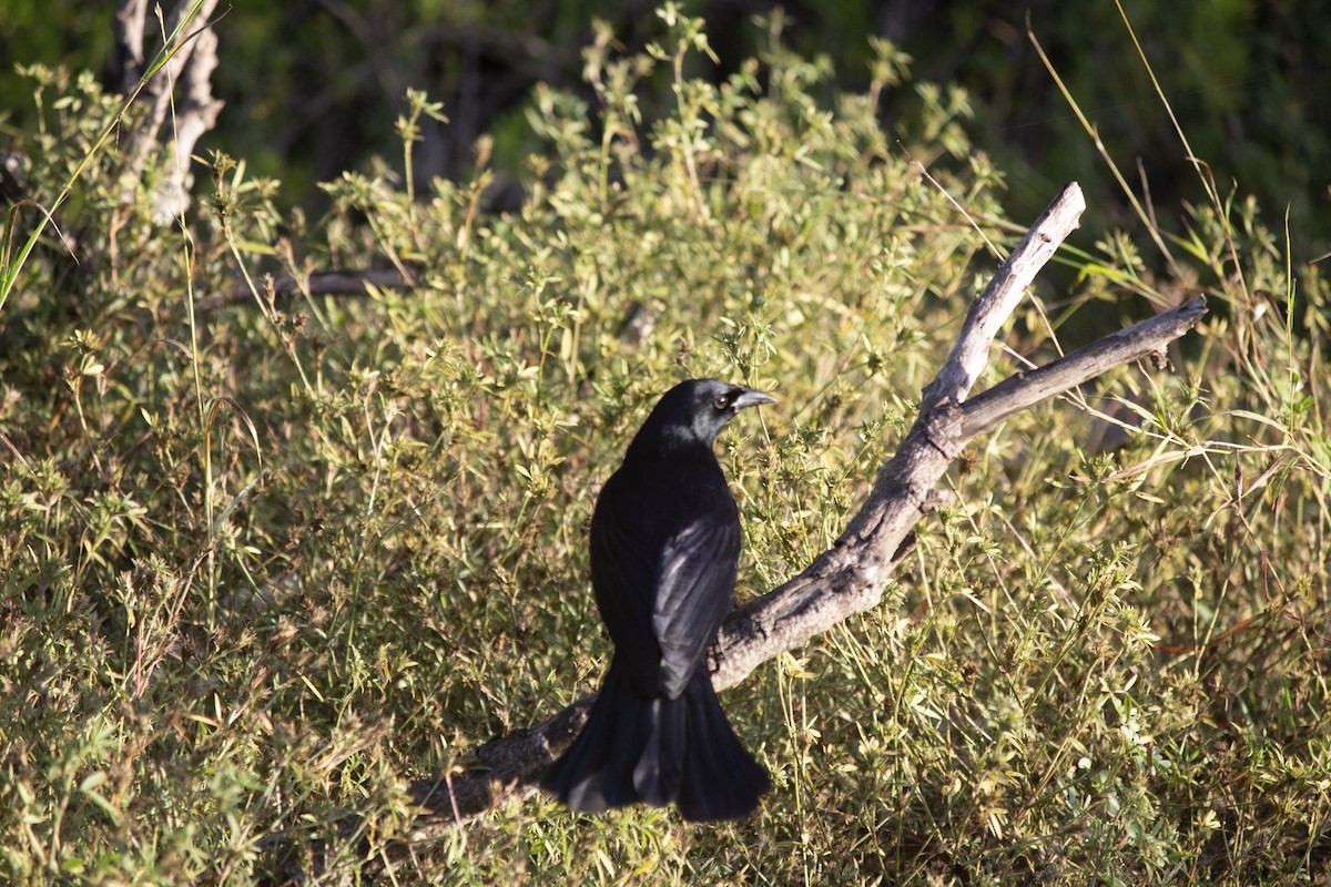 キューバウタムクドリモドキ - ML646643848