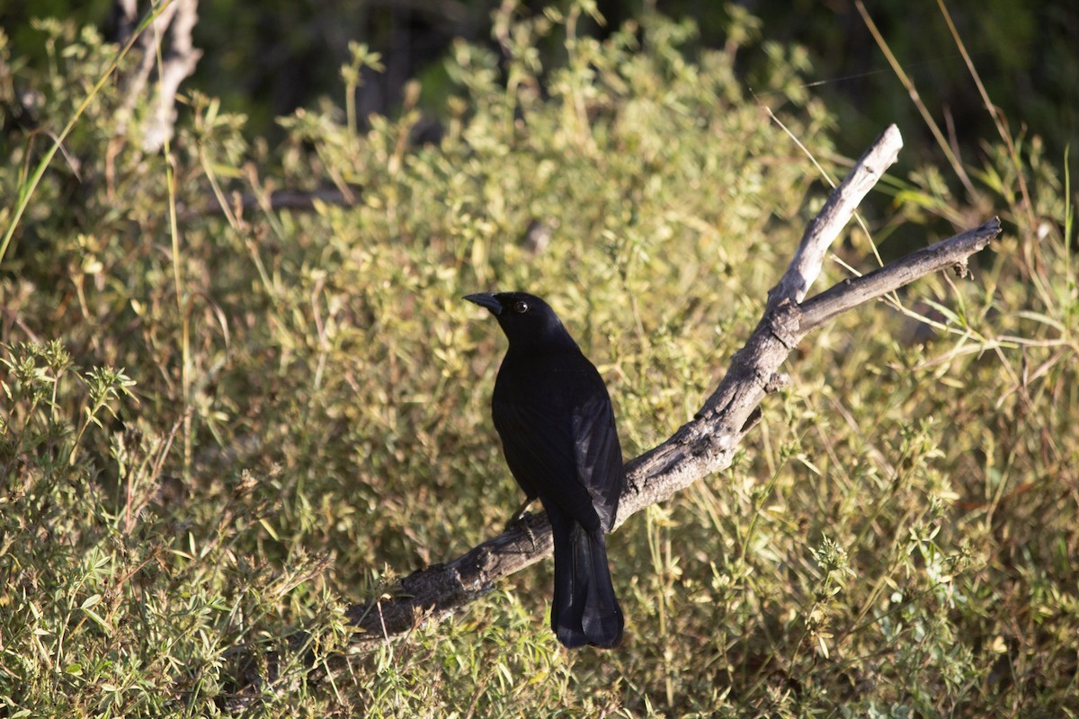 キューバウタムクドリモドキ - ML646643849