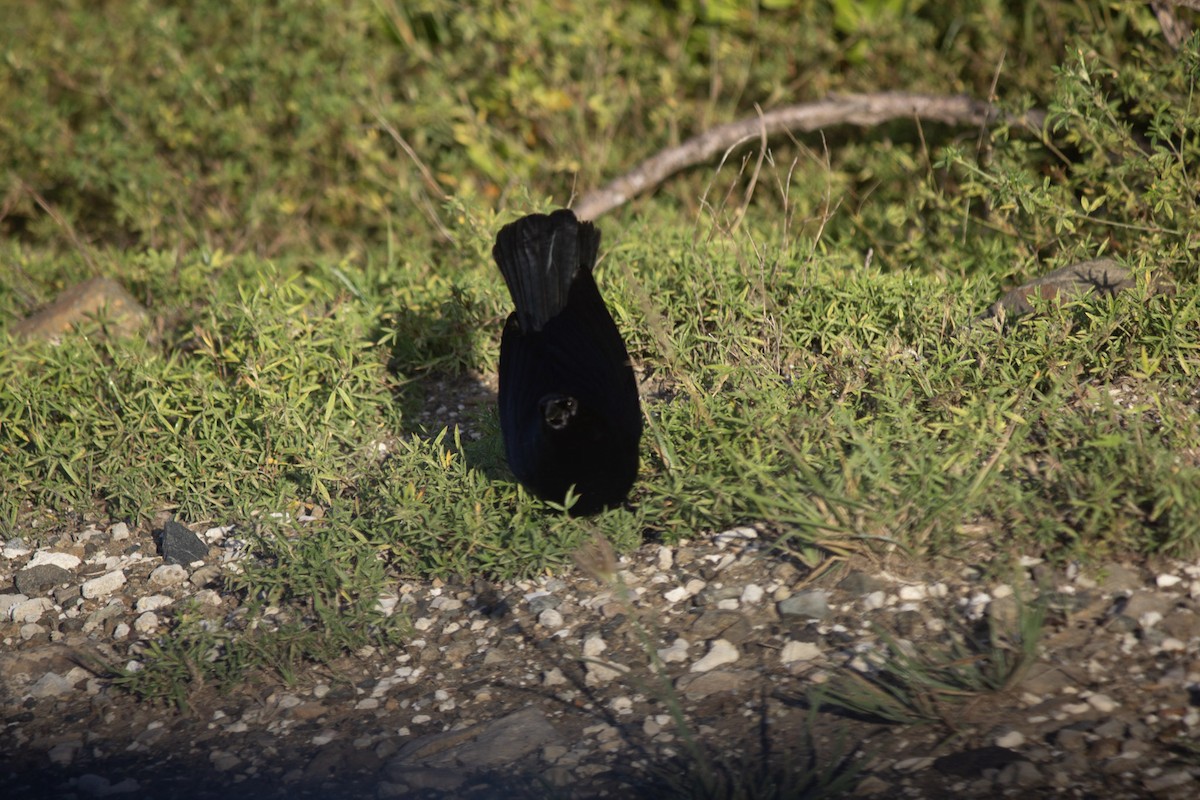 キューバウタムクドリモドキ - ML646643850