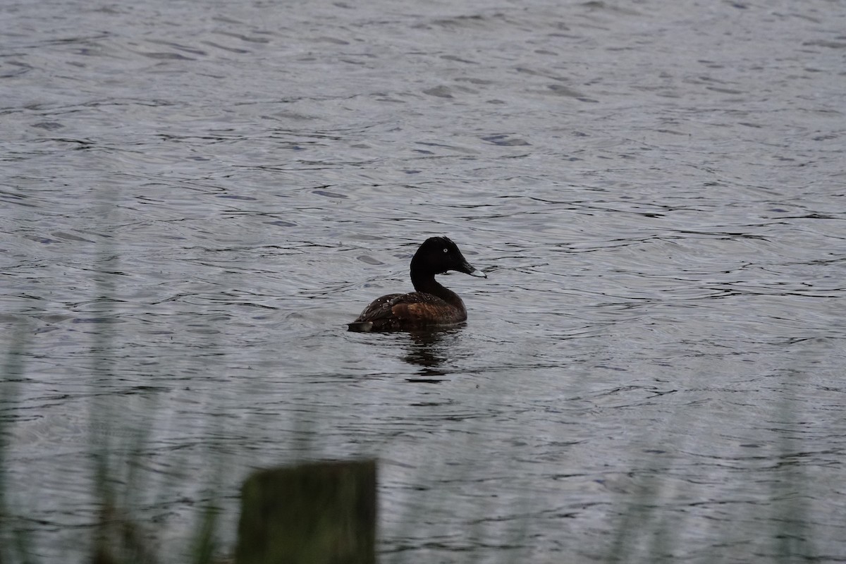 Hardhead - ML646643851